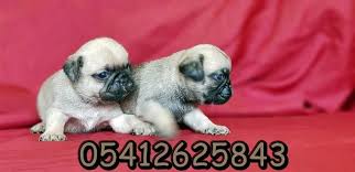 Pug Yavru Fiyatlari Pug Pug Kopekler Kopek