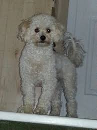 Our Sweet Charlie Such A Sweet Dog Maltese Poodle Matipoo Maltepoo Moodle Maltipoo Dog Maltese Poodle Mix Maltese Poodle