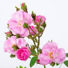 Photo of the rose \'perennial blush\'. Kletterrose Perennial Blush Rosa Perennial Blush Gunstig Online Kaufen