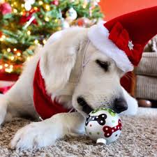 Photos of children from around the world and their favorite things. Lacie Christmas Animals Christmas Dog Santa S Little Helper