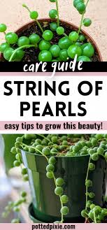 The reason for a string of pearls plant dying is most often due to watering too often or the soil retains too much moisture which turns the pearls brown or yellow and mushy. String Of Pearls Care Easy Tips For This Cascading Queen