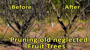 Maybe you would like to learn more about one of these? Pruning Fruit Trees Rejuvenate Fruit Trees Through Pruning Pruning Old Neglected Fruit Trees Youtube