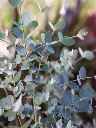 Plant the eucalyptus tree in the container with the top of the root ball about 1 inch below the top edge of the container. 16 Of The Best Smelling Houseplants Fragrant Plant Smelling Flowers Best Smelling Flowers