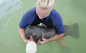 A baby manatee i call tater tot trying to hold on to. The Baby Manatees Abandoned By Their Mother Need To Be Bottle Fed To Survive Daily Mail Online