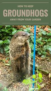 Maybe you would like to learn more about one of these? How To Keep Groundhogs Away From Your Garden Getgardentips Com