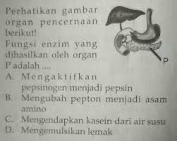 Apakah Fungsi Enzim Ini Dan Apa Namanya Ini Brainly Co Id