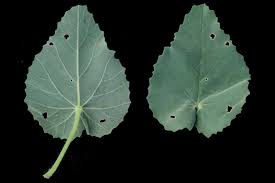 Image result for Abutilon longicuspe