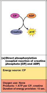 Associate Degree Nursing Physiology Review Physiology Anatomy And Physiology Oxidative Phosphorylation