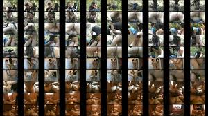 Hmoob sib deev sib aim - XNXX.COM