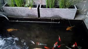 Membuat kolam disamping ayunan sangat cocok untuk dinikmati sambil bersantai bersama keluarga. Kolam Koi Mini Samping Teras Youtube