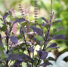 Image result for Ocimum fimbriatum
