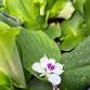 Free Mini-Workshop: Medicinal Herb Monday event image