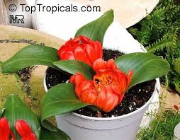 Image result for Daubenya