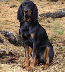 Black And Tan Coonhound Puppies For Sale In Ohio Pictures Of Big Dogs Sobaki Terer Gonchaya