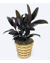 Image result for ficus elastica flower