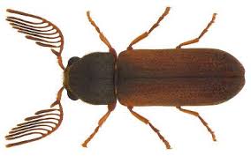 Woodworm Identification 11 Types Of Wood Boring Insect Woodworm Treatment Insects Wood Wasp