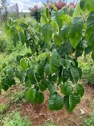 Image result for Thesium megalocarpum