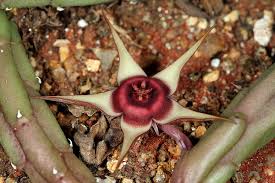 Image result for Huernia procumbens