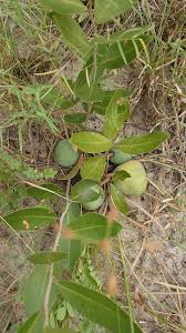 Image result for Salacia kraussii