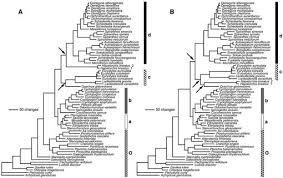 Image result for Manniella