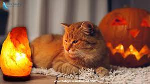 But this cannot rule out the possibility of the himalayan salt lamp being toxic to cats. Himalayan Salt Lamp Warnings Why Are Salt Lamps Bad For Cats