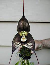 Make A Leather Lamp Shade Unusual Flowers Wonderful Flowers Unusual Plants
