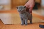 Chartreux Cat Breed Information - Kittens For Sale
