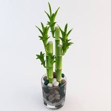 Its popularity has resulted from its easy care, growing very well in water, no soil needed, and it is known for bringing luck and good feng shui. Plants For Sale Lucky Bamboo Plant Dracaena Sanderiana Facebook