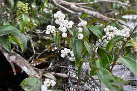 Image result for Syzygium niassense