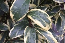 Image result for Magnoliaceae