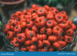 Image result for Solanum aethiopicum