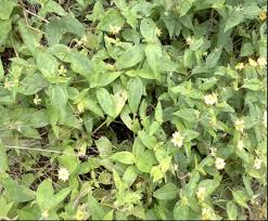 Image result for Aspilia