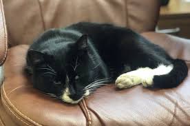 It originated in russia and set out on a journey to europe at the end of the 19th. Saved From The Garbage Russian Cat Becomes Deputy Minister Daily Sabah