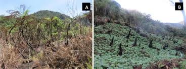 Image result for Cyathea thomsonii