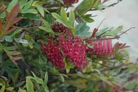 Image result for Gunillaea