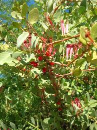 Image result for Tapinanthus oleifolius