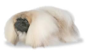 Pekingese Dog Breed Information Pictures Characteristics