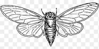Cicada coloring pages provided for. Colouring Pages Coloring Book Cicadoidea Australian Cicadas Illustration Insect Child Animals Png Pngegg