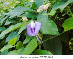 Image result for Centrosema pubescens