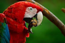 Check spelling or type a new query. 11 Ide 10 Burung Tercantik Di Dunia Tak Pernah Tergantikan Hingga Sekarang Burung Cantik Burung Dunia