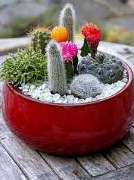 Display plants individually, as a collection or transplant to other pots to make a mixed cactus and succulent garden. Diy Cactus Dish Garden Hgtv