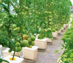 China Plastic Dutch Buckets Tomatoes Hydroponics Dutch Bucket System Complet China Tomato Dutch Bucket Bato Hydroponic Sutch Bucket System