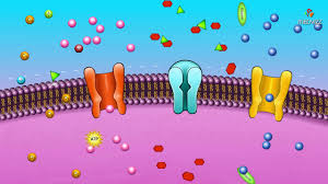 Selectively permeable membrane animal cell (normal saline 0.9%)— presentation transcript 4 animal cell (normal saline 0.9%). Cell Membrane Permeability Animated Membrane Physiology Youtube