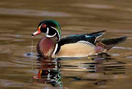 2019 alabama waterfowl stamp art contest now open. Wood Duck Management In Alabama Alabama Cooperative Extension System