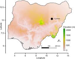 Image result for Tinnea zambesiaca