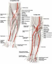 ovid lippincott williams wilkins atlas of anatomy