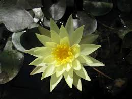 Image result for Nymphaea sulphurea