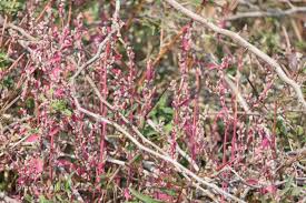 Image result for Nothosaerva