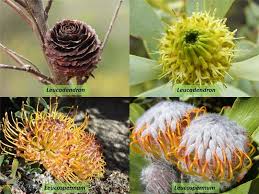 Image result for Proteaceae
