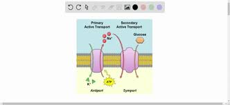Some pumps, which carry out primary active transport, couple directly with atp to drive their action. Solved Facilitated Diffusion And Active Transport Both A Require Atp B Require The Use Of Proteins As Carriers Or Ch